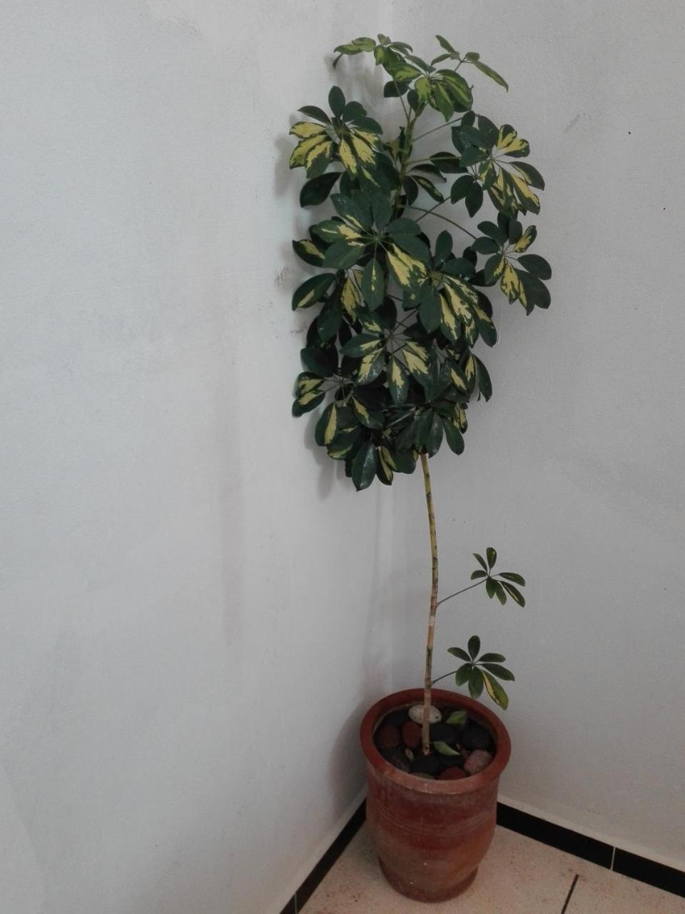 Asklou Appartement A เมียห์เลฟท์ ภายนอก รูปภาพ